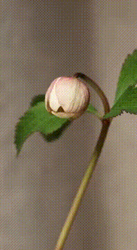 AI generated video: AI Generated Video
