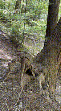 AI generated video: The lower part of the tree becomes an alien and start to run