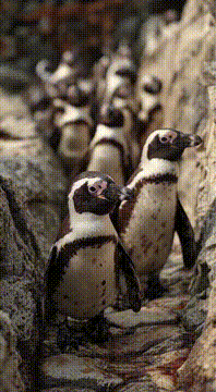 AI generated video: WILD PENGUINS -Literally Wild 🔥🔥🔥@artexmg🔥🔥🔥