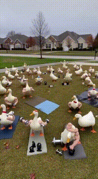 AI generated video: Gymducks time! (👋👉@incognita-ai)