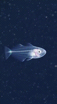 AI generated video: AI Generated Video