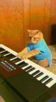 AI generated video: Medium shot, orange tabby cat wearing light blue t-shirt seated upright at…