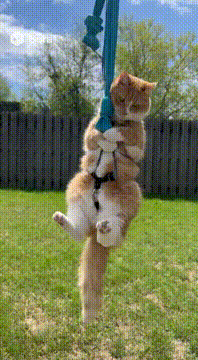 AI generated video: Cat on bungee rope