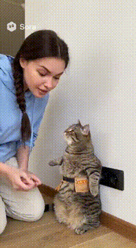AI generated video: Кот вместо енота
