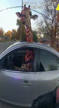 AI generated video: A giraffe is driving a car, and his head is sticking out of the top window, the…