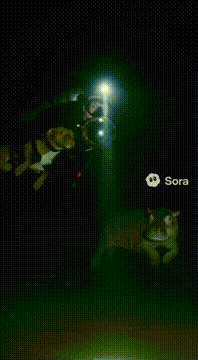 AI generated video: @jakepaul is under the water with pibble and a baby hippo in pitch black water…