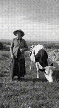AI generated video: THE COW THAT TAUGHT HER HOW TO STAND