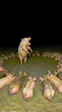 AI generated video: 🐷 🪩