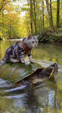 AI generated video: There is a american shorthair cat who is riding a giant turtle. They are in the…