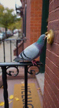 AI generated video: Pigeon ding dong ditching