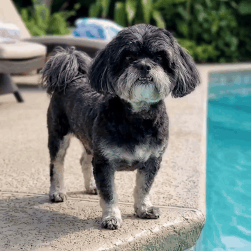 AI generated video: A little dog in a cute little girls voice says "watch how fast I am mommy" she…