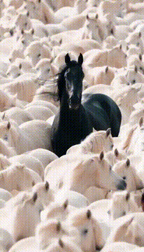 AI generated video: BLACK HORSE AMONG WHITE