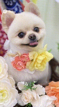 AI generated video: 侍さん