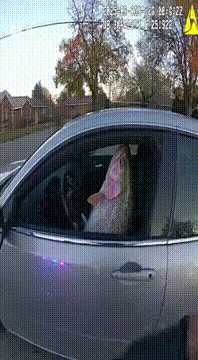 Видео, сгенерированное нейросетью: This, but make it a trout