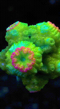 AI generated video: Mandelbulb3D 3D Fractal fluorescent Slime Morphs to dubstep onbeat with…