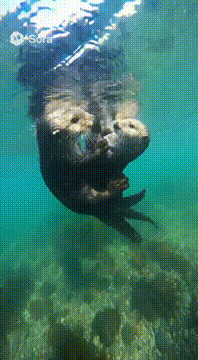 AI generated video: Pure happiness