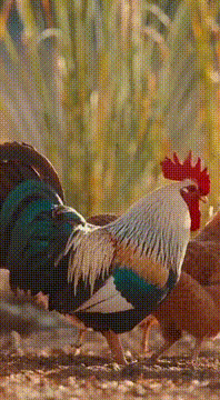 AI generated video: AI Generated Video